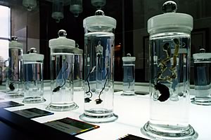 第7回公開講演会　「医薬資源としての冬虫夏草」当日の様子