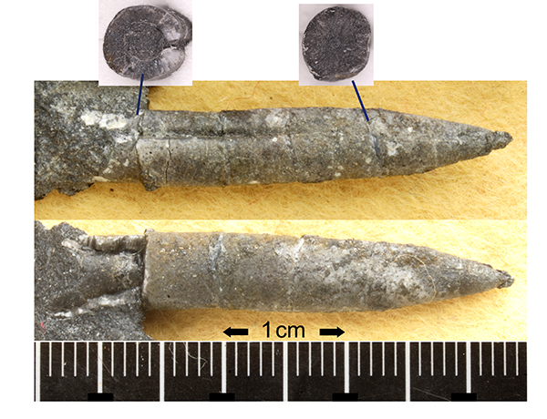 世界最古のベレムナイト化石発見：
従来の進化・拡散過程を一新させる世界的成果
