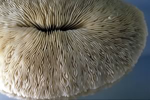 収蔵資料　「サンゴ」　