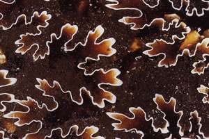 収蔵資料　「クレオニセラス」　アンモナイトの縫合線