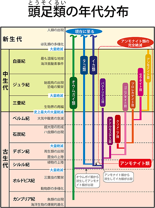頭足類の年代分布